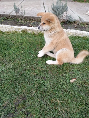 Pui Akita Inu Japonez-Cadoul perfect pentru sarbatori - imagine 2