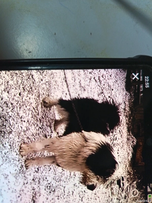 vînd cățea ciobănesc de 2 ani  - imagine 2