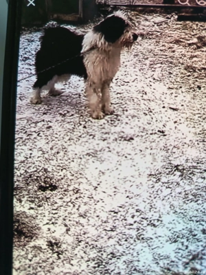 vînd cățea ciobănesc de 2 ani  - imagine 4