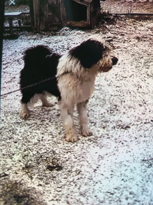 vînd cățea ciobănesc de 2 ani  - imagine 3