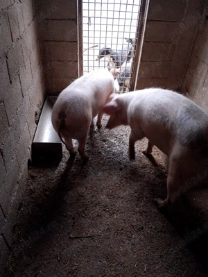 De vânzare porcii crescuți bio - imagine 4