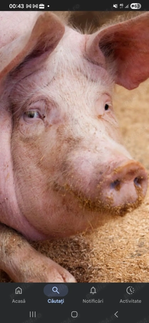 Vand purcea  170- 180 kg