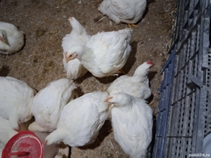 Vând pui albi de carne  - imagine 3