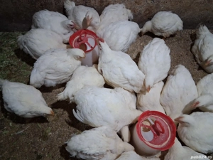 Vând pui albi de carne  - imagine 2