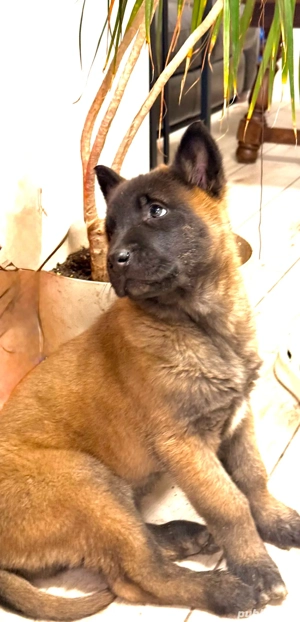 Pui  Ciobanesc Belgian 