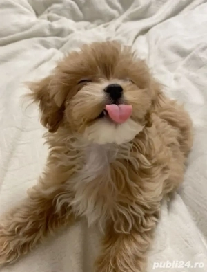 maltipoo poodle mini toy