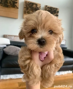 maltipoo poodle mini toy - imagine 2