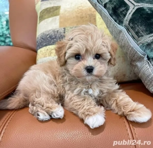 maltipoo poodle mini toy superb  - imagine 2