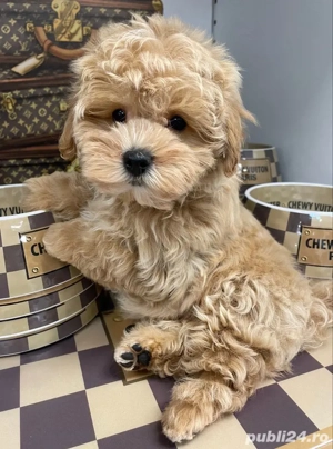 caniche poodle maltipoo mini toy  - imagine 2