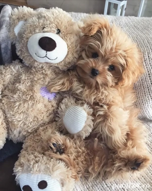 maltipoo poodle mini toy  - imagine 2