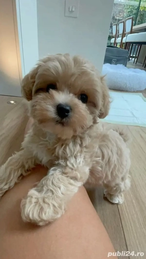 maltipoo poodle mini toy 