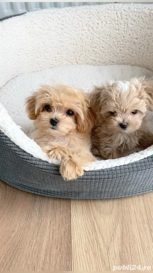 maltipoo poodle mini toy  - imagine 3