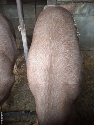 Disponibil porc - imagine 3