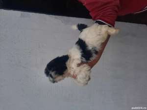 cățeluși shitzu de vânzare 