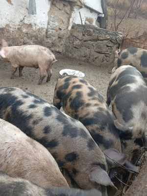 Vând porci crescuți natural 
