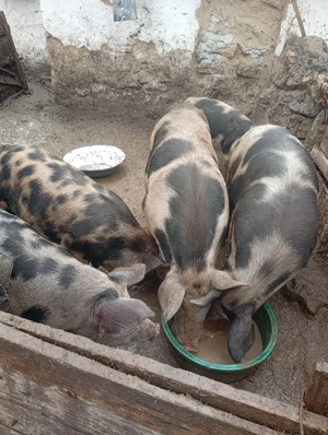 Vând porci crescuți natural  - imagine 4