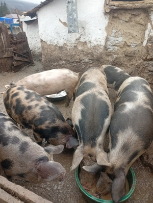 Vând porci crescuți natural  - imagine 2