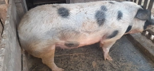 Porcii de vanzare - imagine 3