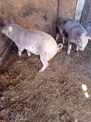 Vând scrofițe de prăsilă sau de tăiat  - imagine 4