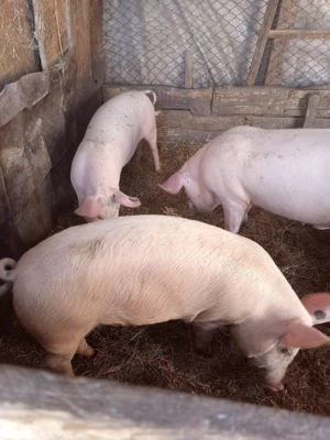 Porci de tăiat sau de ținut 
