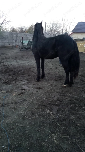 Disponibil mânz metis Frizian  - imagine 2