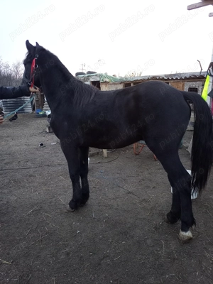 Disponibil mânz metis Frizian  - imagine 4