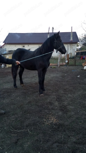 Disponibil mânz metis Frizian 