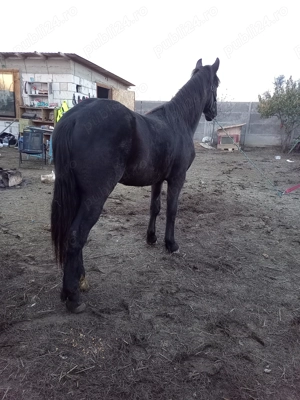 Disponibil mânz metis Frizian  - imagine 3