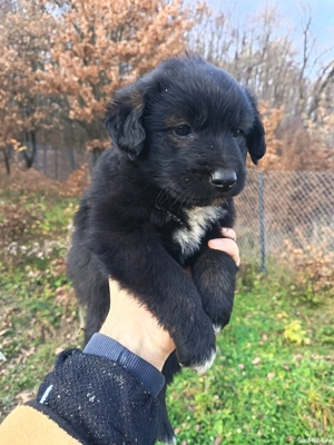 Donez Căței - imagine 4