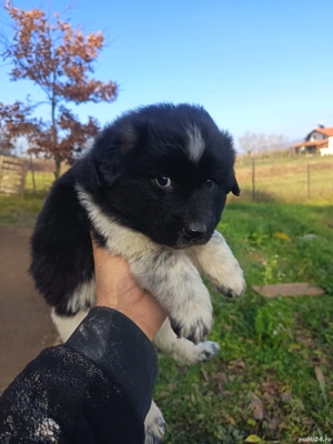 Donez Căței - imagine 3