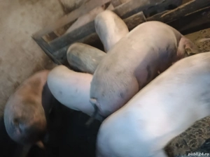 Disponibil porci - imagine 4