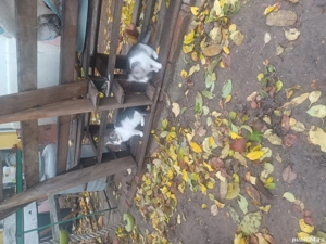 Ofer pisicute pentru copii. - imagine 2