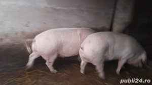 porci de vanzare  - imagine 3