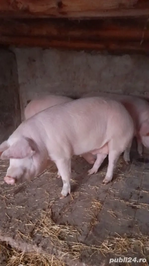 porci de vanzare  - imagine 4