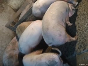 Disponibil porci - imagine 3
