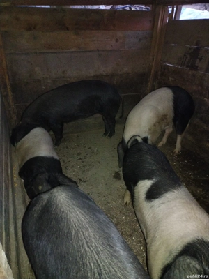 porci bazna de craciun 