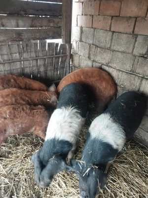 Vand porci pt sacrificat - imagine 3