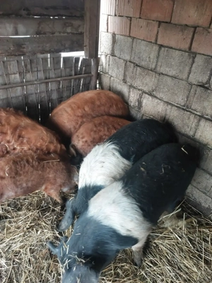 Vand porci pt sacrificat - imagine 4