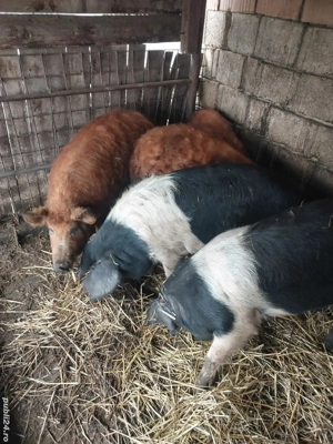 Vand porci pt sacrificat - imagine 5