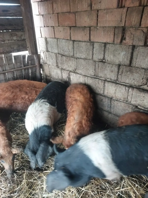 Vand porci pt sacrificat - imagine 2