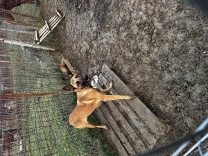 Ciobănesc belgian malinois  - imagine 2
