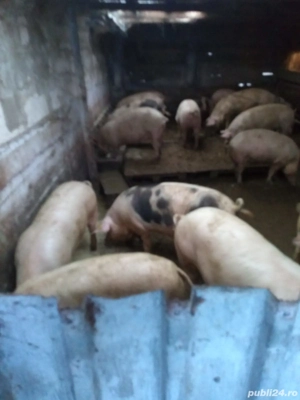 porci de vanzare