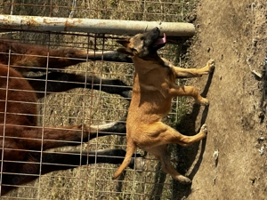 Ciobănesc belgian malinois  - imagine 4
