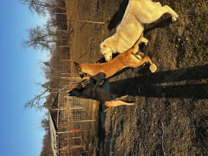 Ciobănesc belgian malinois  - imagine 5