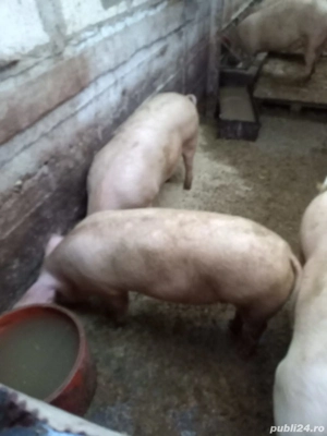 porci de vanzare - imagine 2