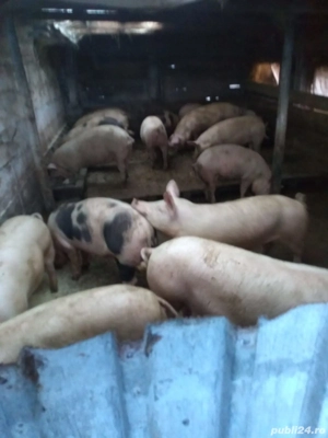 porci de vanzare - imagine 3