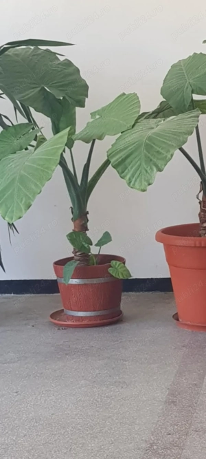 Ceva frumos pentru casa ta!