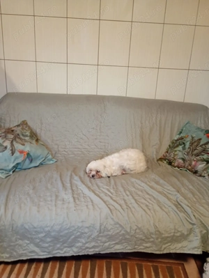 Donez o cățea bison 