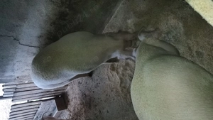 Porc in jur de 130 kg - imagine 2