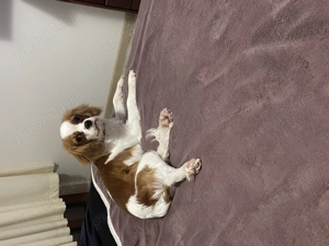 Cavalier King Charles - imagine 2